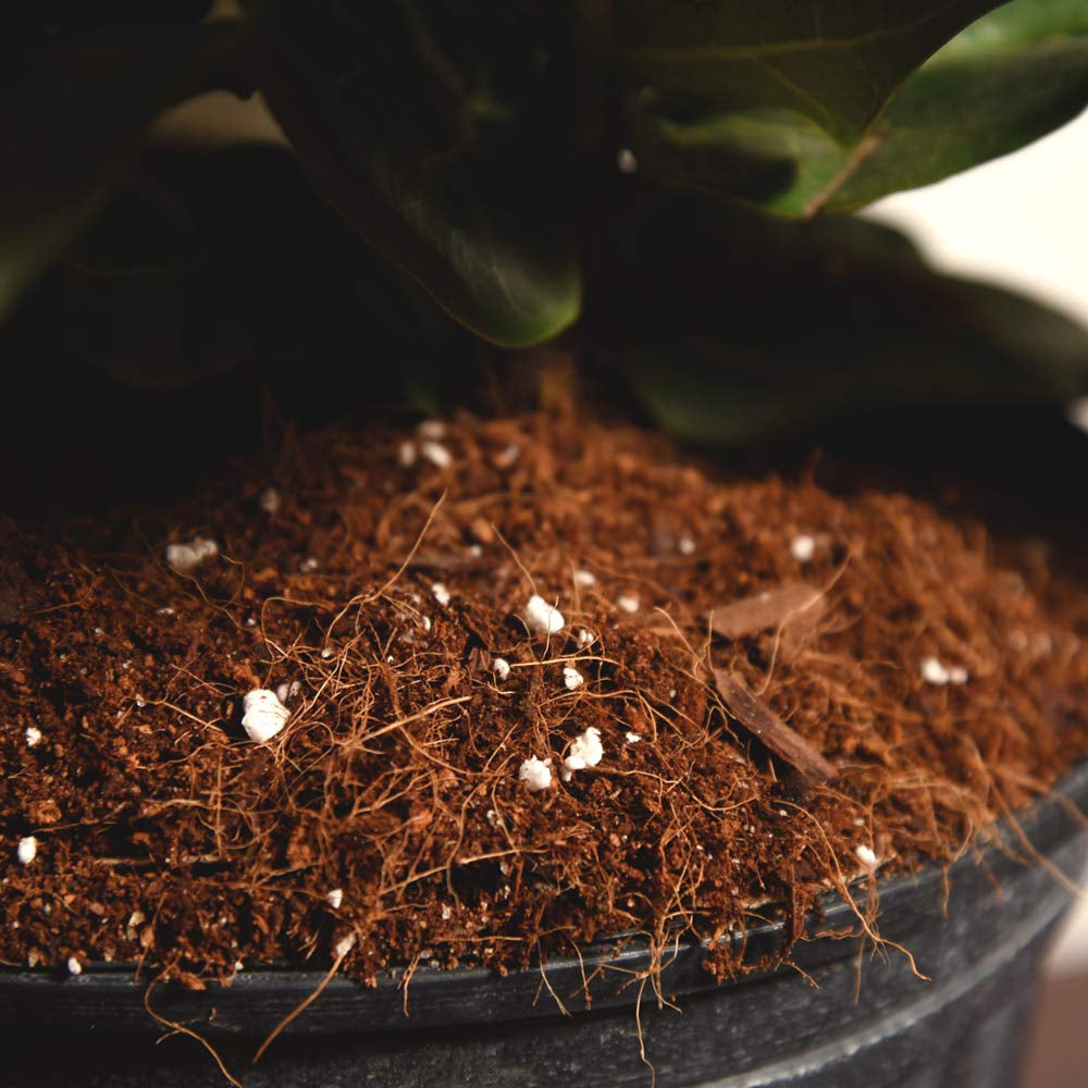 Fiddle Leaf Fig Soil