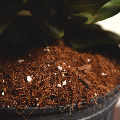 Fiddle Leaf Fig Soil