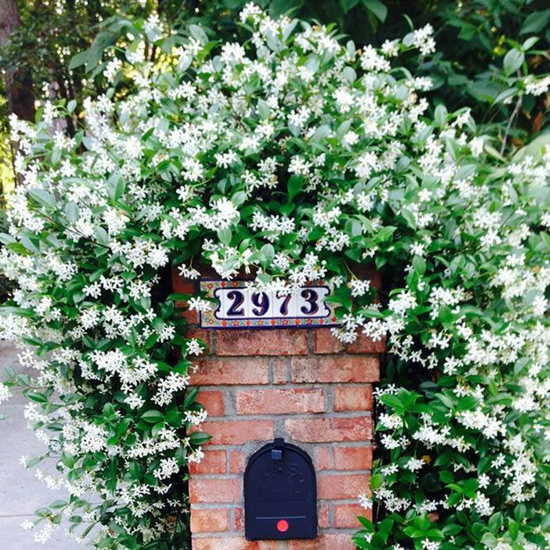 Star Jasmine Vine Shrub