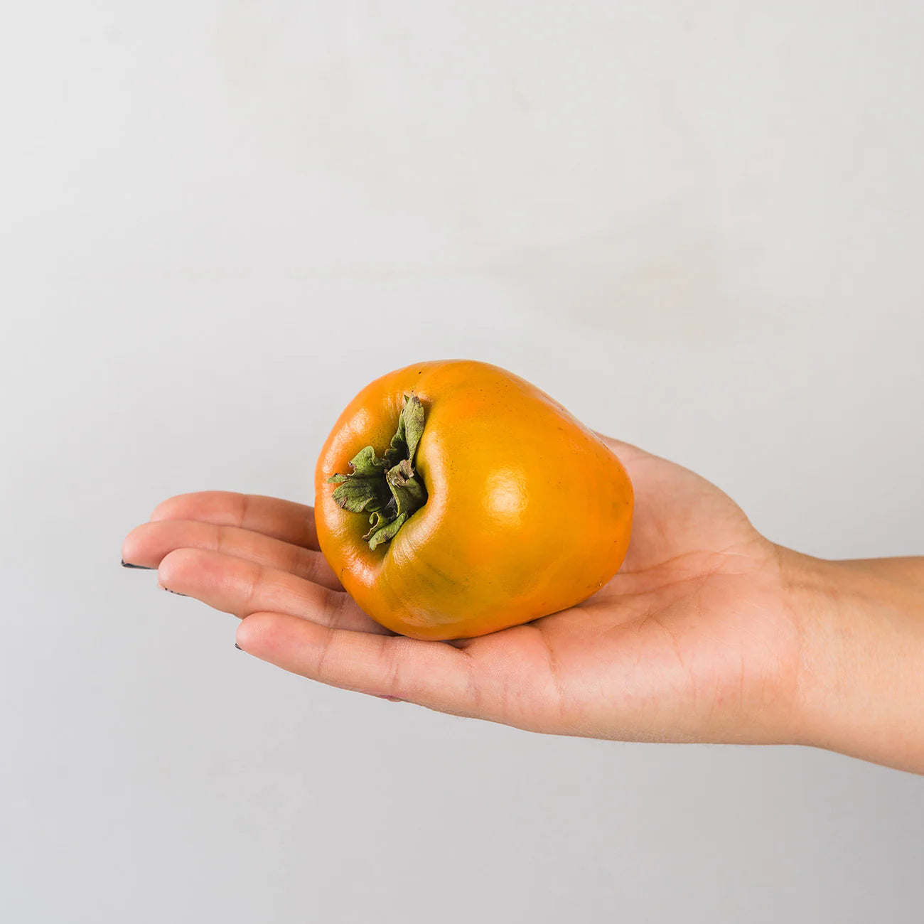 Hachiya Persimmon Tree