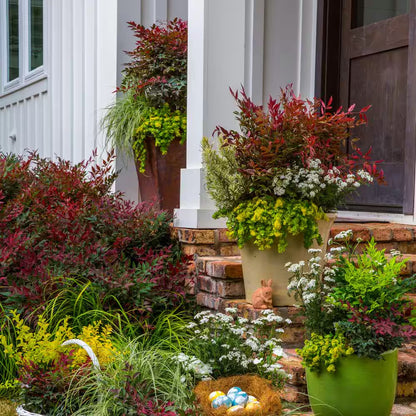 2 Gal. Obsession Nandina Shrub with Bright Red Foliage