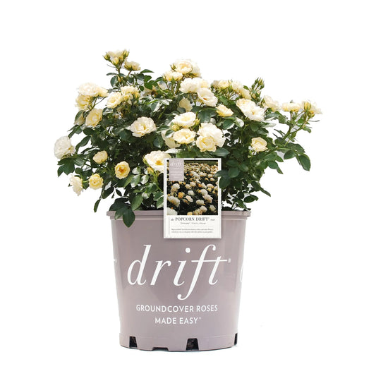 Popcorn Drift® Rose Bush