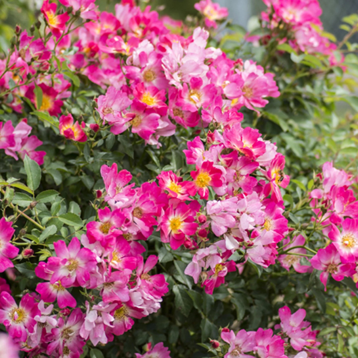 Pink Drift® Rose Bush