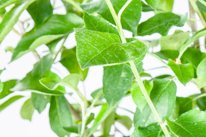 Ein Shemer Apple Tree