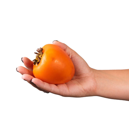 Giombo Persimmon Tree