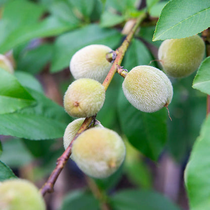Tropic Snow Peach Tree