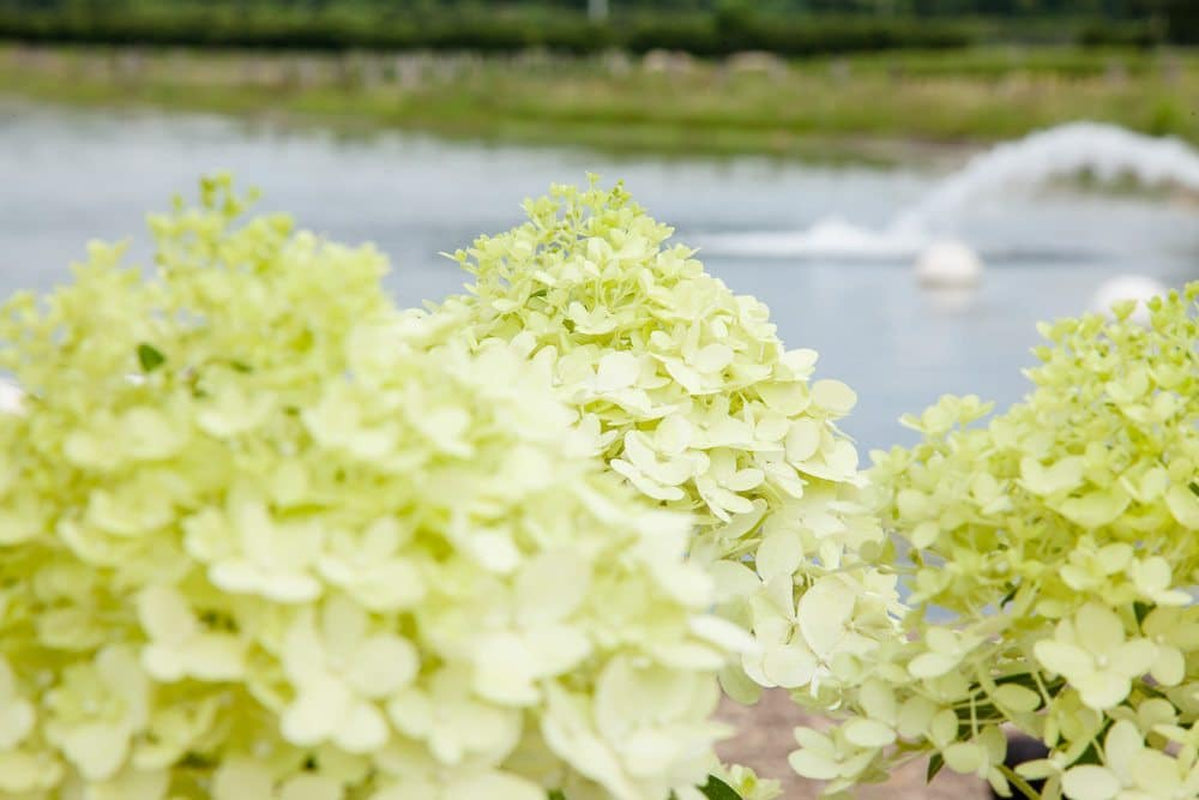 Limelight Hydrangea Bush