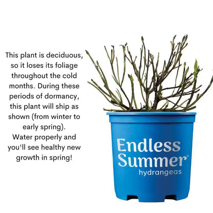 1 Gal. the Original Reblooming Hydrangea Flowering Shrub with Pink or Blue Flowers