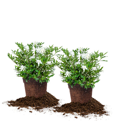 Frost Proof Gardenia Shrub