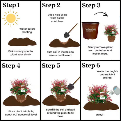 2 Gal. Obsession Nandina Shrub with Bright Red Foliage