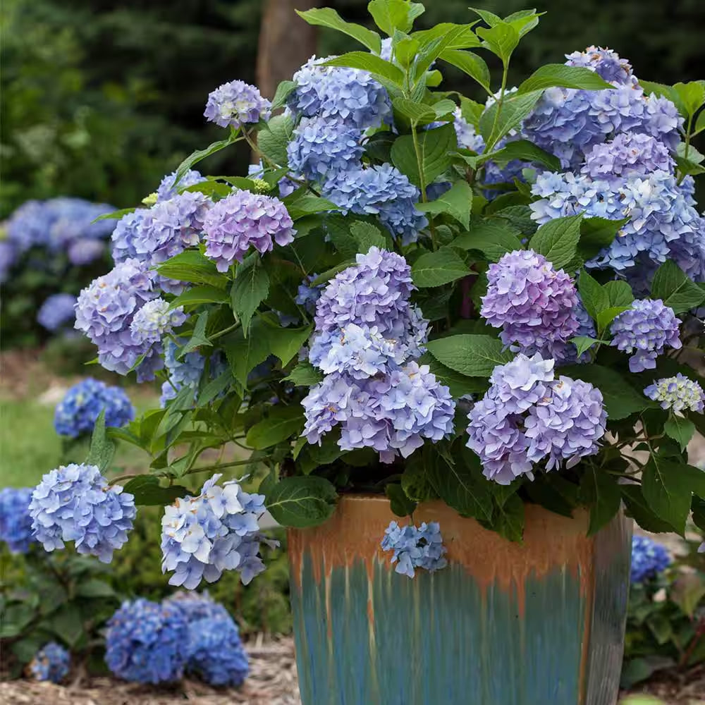 1 Gal. the Original Reblooming Hydrangea Flowering Shrub with Pink or Blue Flowers