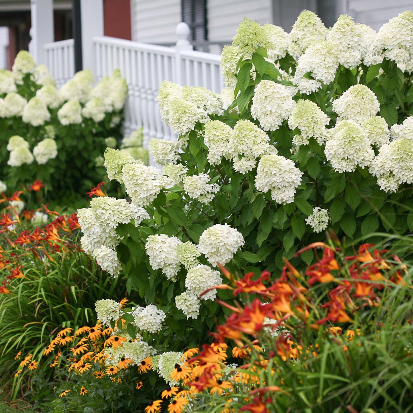 Limelight Hydrangea Bush