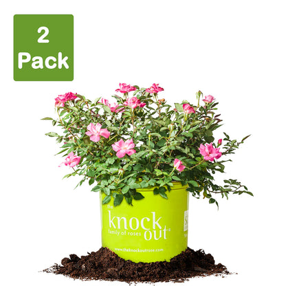 Pink Knock Out® Rose Bush