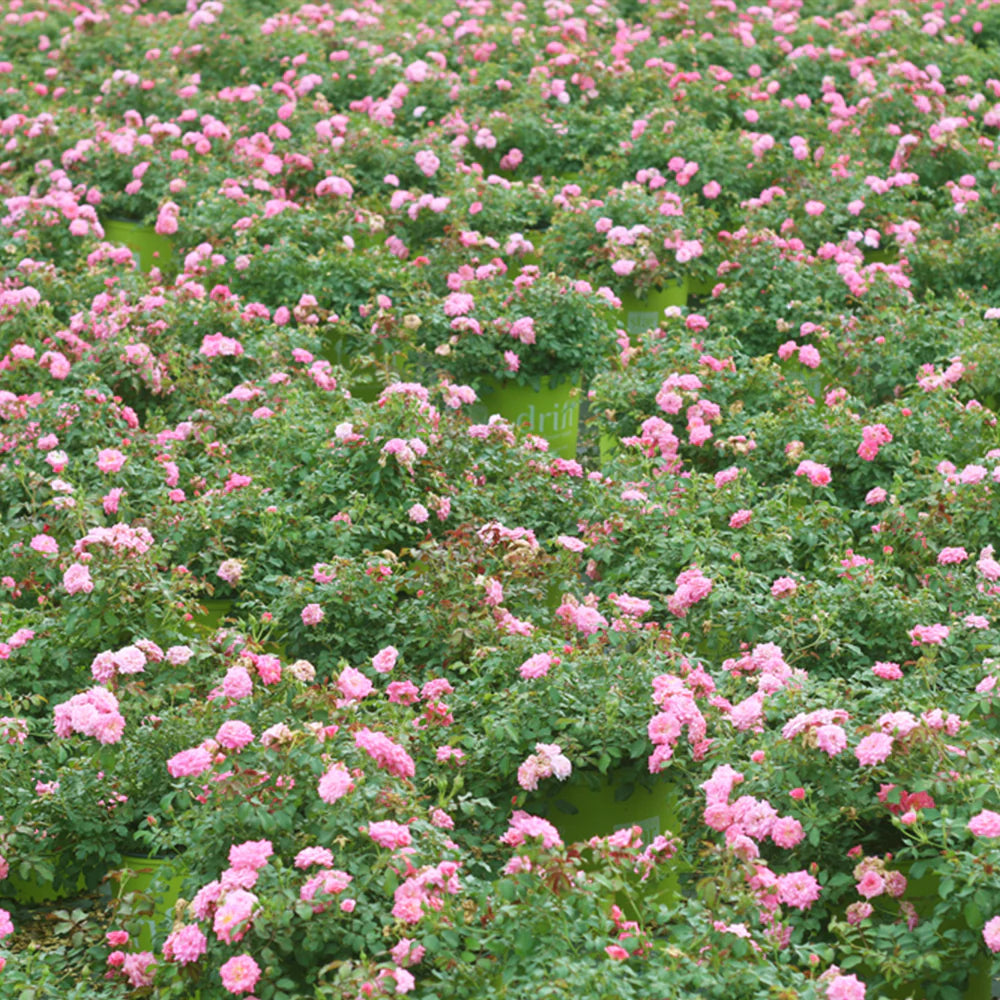 Sweet Drift® Rose Bush