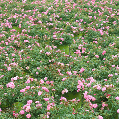 Sweet Drift® Rose Bush