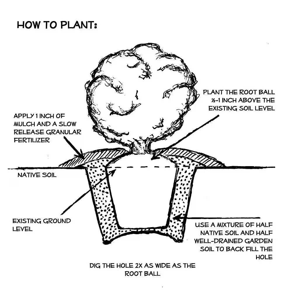 2.5 Gal - Wintergreen Boxwood, Live Shrub Plant, Glossy Dark Green Foliage