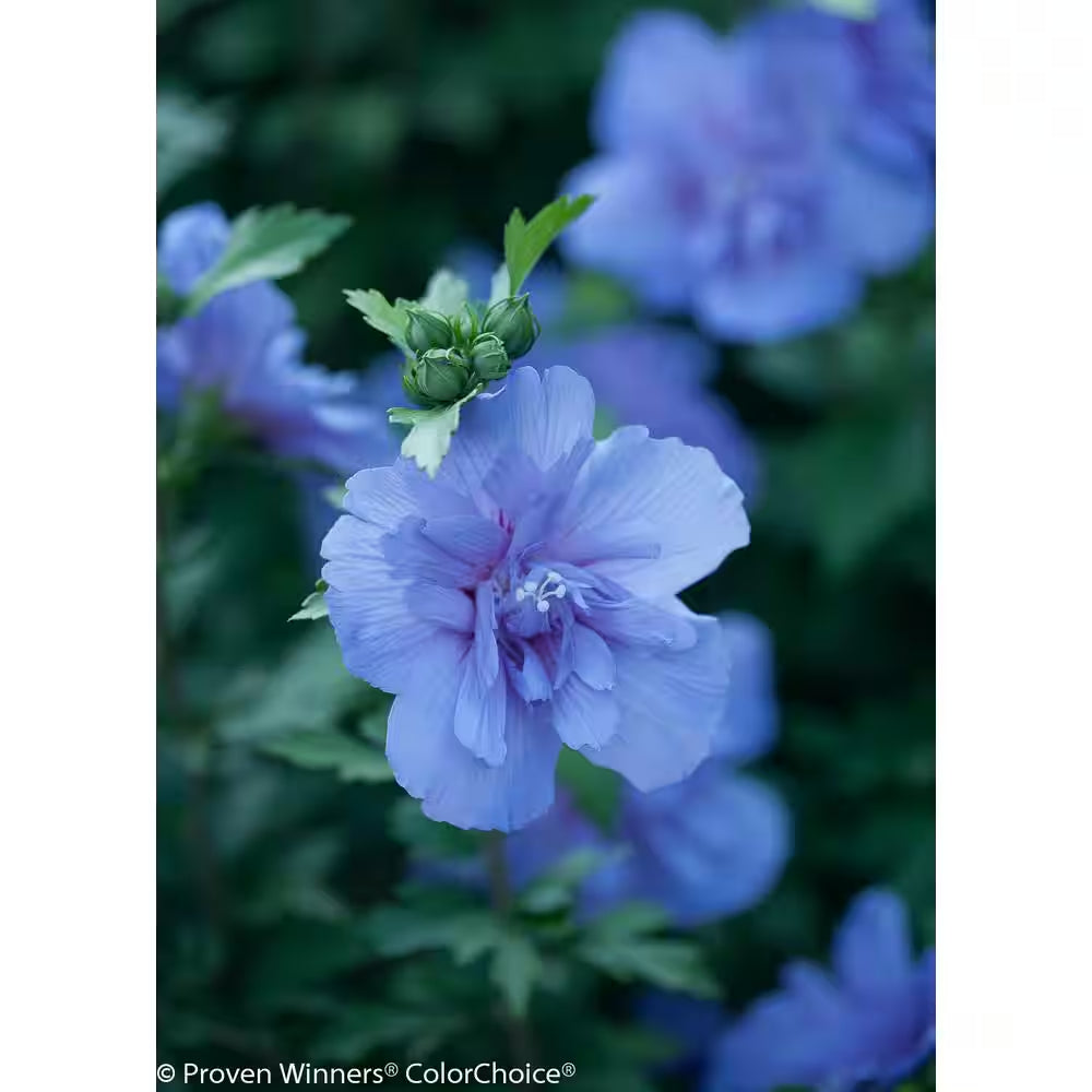 4.5 In. Qt. Blue Chiffon Rose of Sharon (Hibiscus) Live Shrub, Blue Flowers