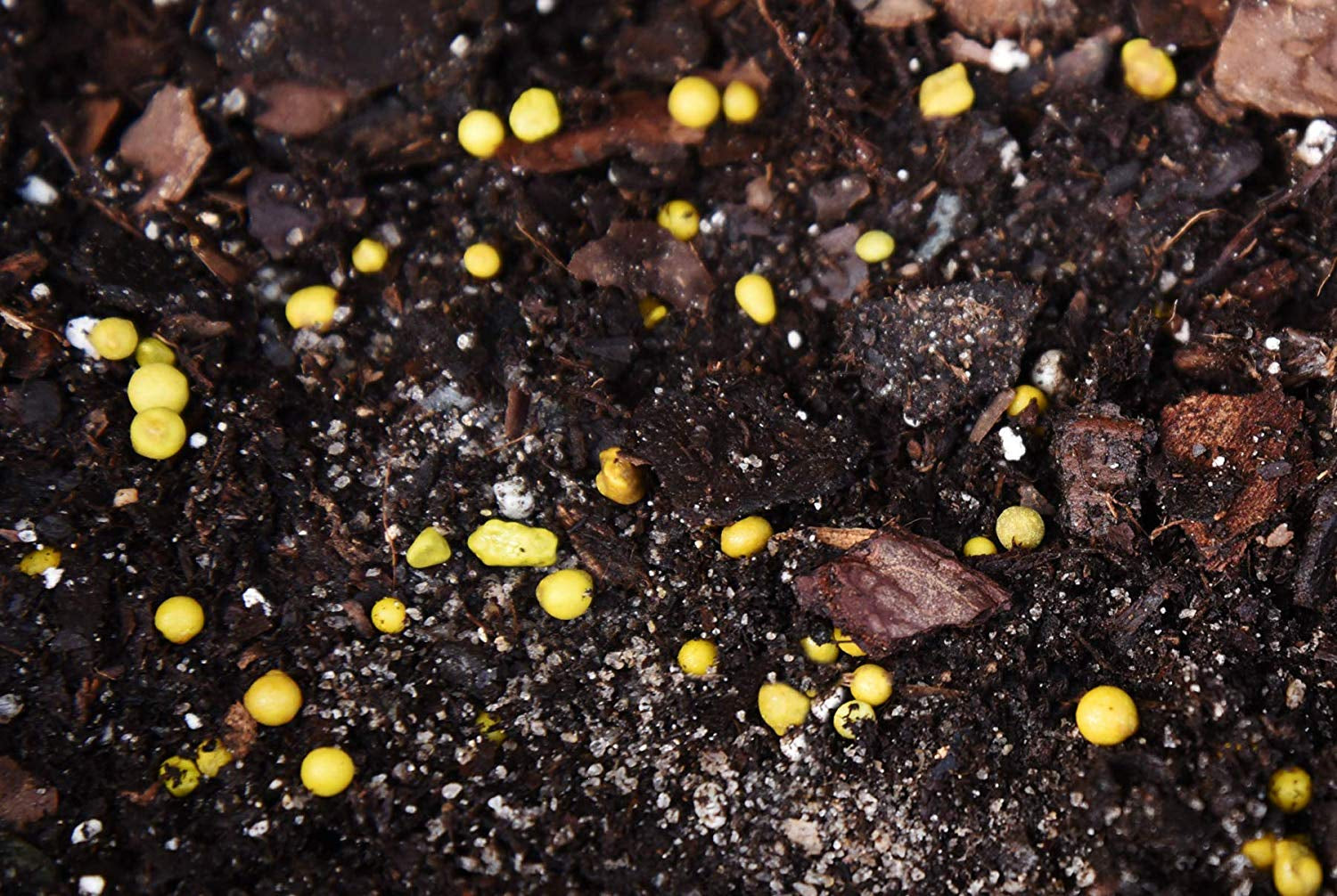 Fiddle Leaf Fig Fertilizer