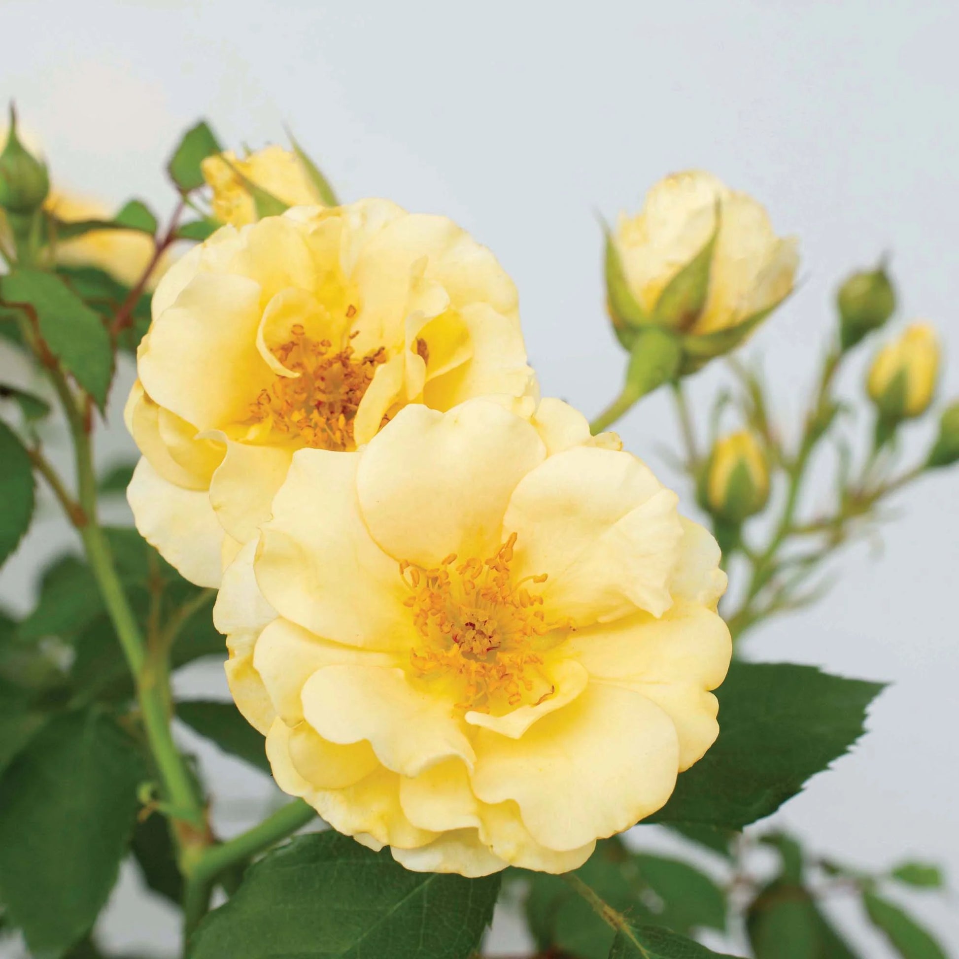 Buttercream Drift® Rose Bush