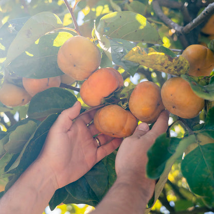 Fuyu Jiro Persimmon Tree