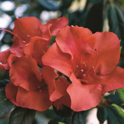 2 Gal. Autumn Embers Shrub with Semi Double Red-Orange Flowers