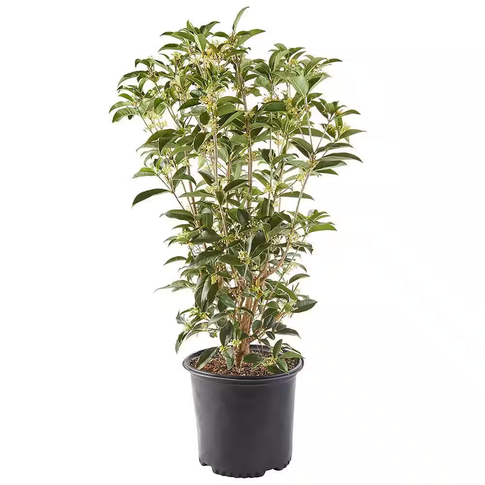 2.25 Gal. Osmanthus Tea Olive Shrub with White Fragrant Flowers