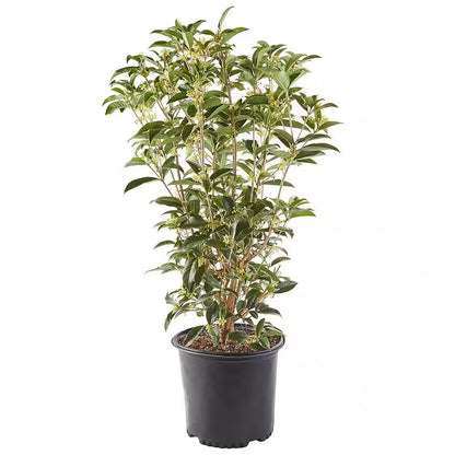 2.25 Gal. Osmanthus Tea Olive Shrub with White Fragrant Flowers