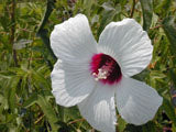 Halberd-leaf rosemallow