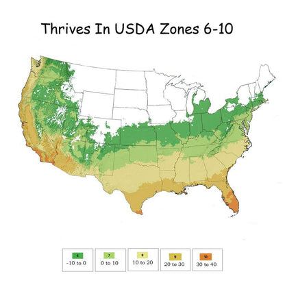 2 Gal. Autumn Embers Shrub with Semi Double Red-Orange Flowers