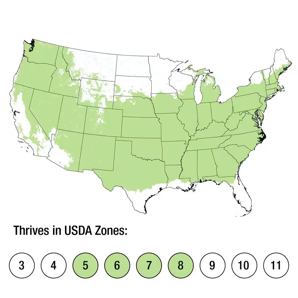 2.5 Gal - Wintergreen Boxwood, Live Shrub Plant, Glossy Dark Green Foliage
