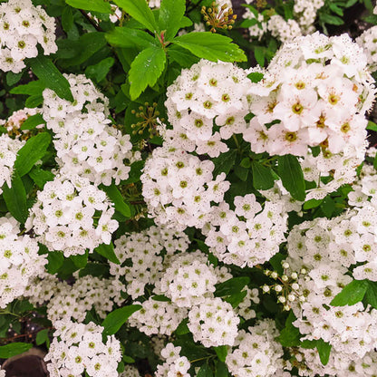 Bridal Wreath Spirea Shrub