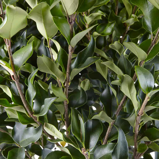 2.25 Gal. Ligustrum Recurvifolium Privet Shrub
