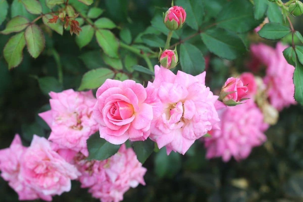 Sweet Drift® Rose Bush