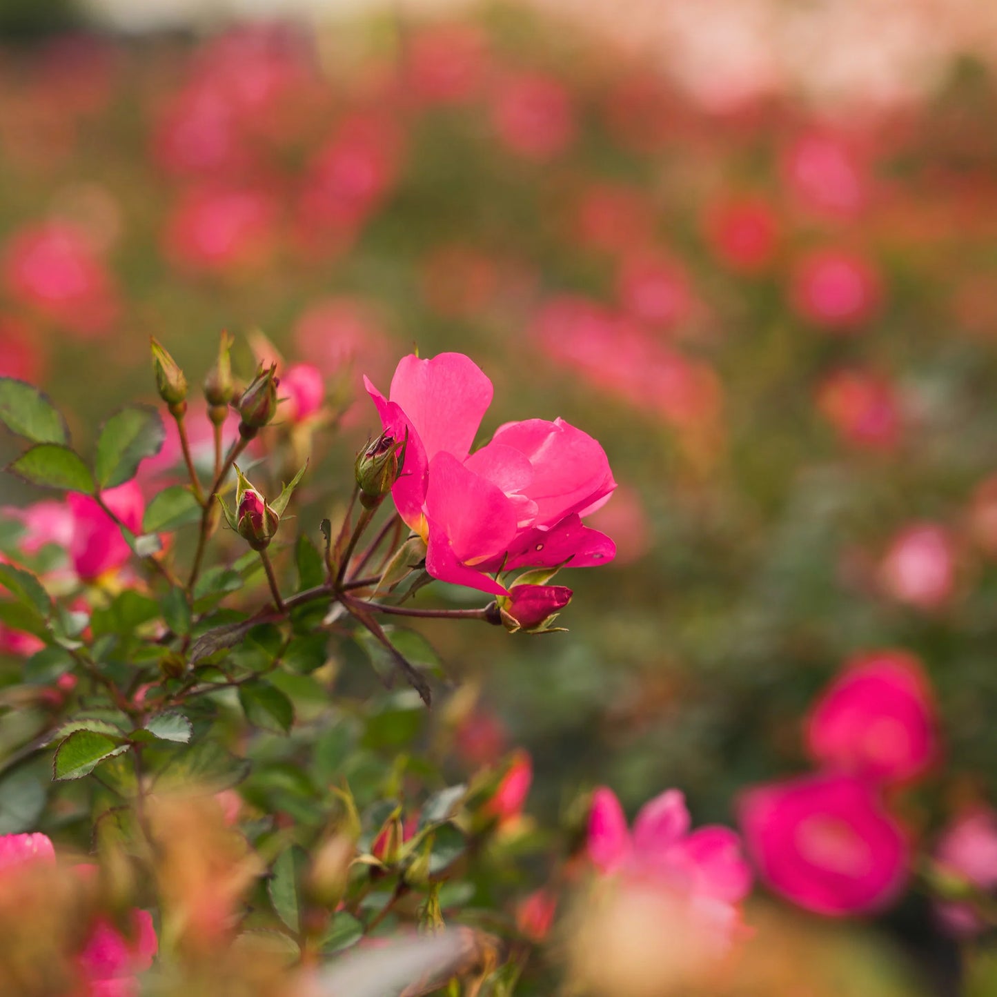 Pink Drift® Rose Bush
