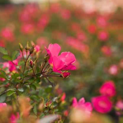 Pink Drift® Rose Bush