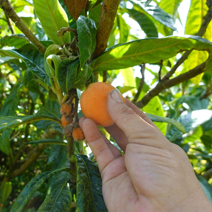 Japanese Loquat Tree