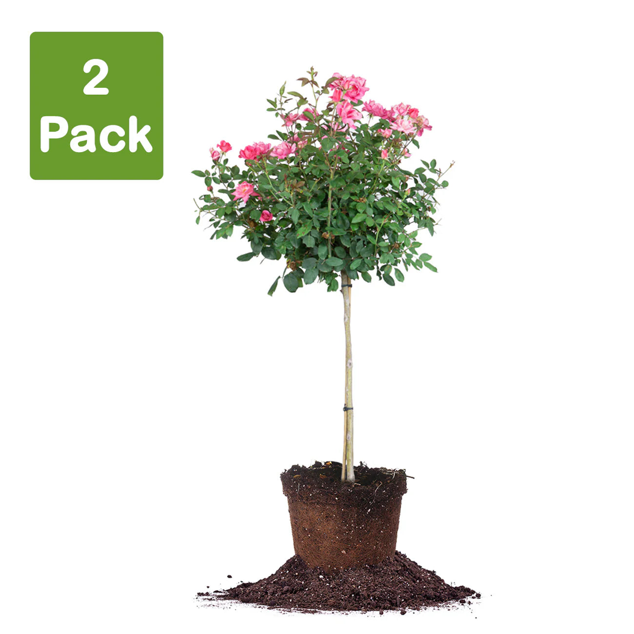 Double Pink Knock Out® Rose Tree