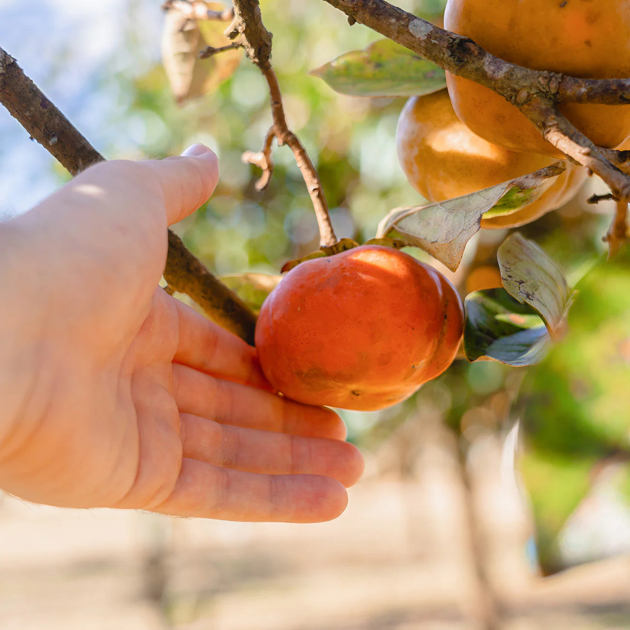 Hana Fuyu Persimmon Tree