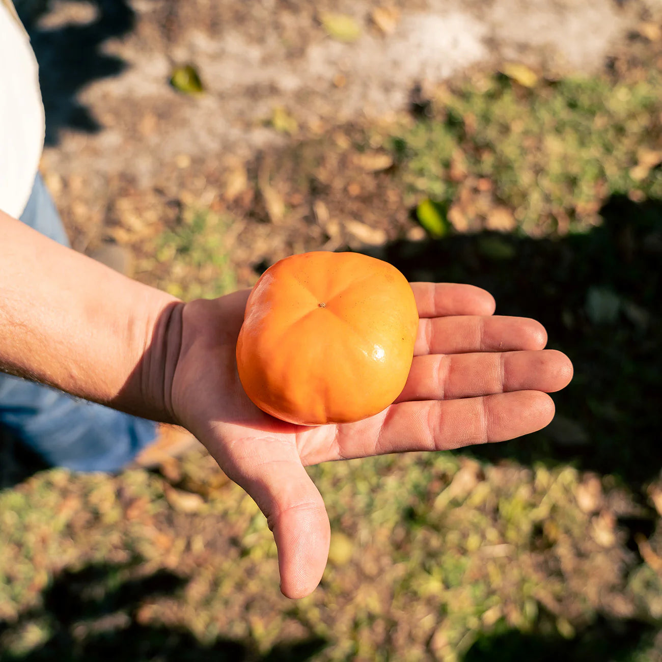 Fuyu Jiro Persimmon Tree