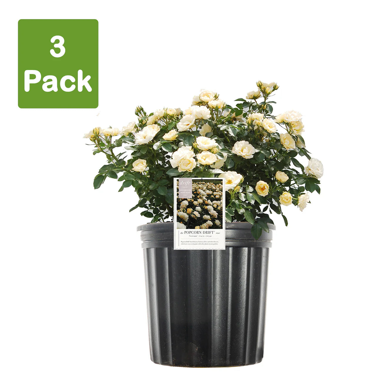 Popcorn Drift® Rose Bush