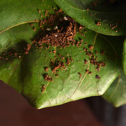 Fiddle Leaf Fig Soil