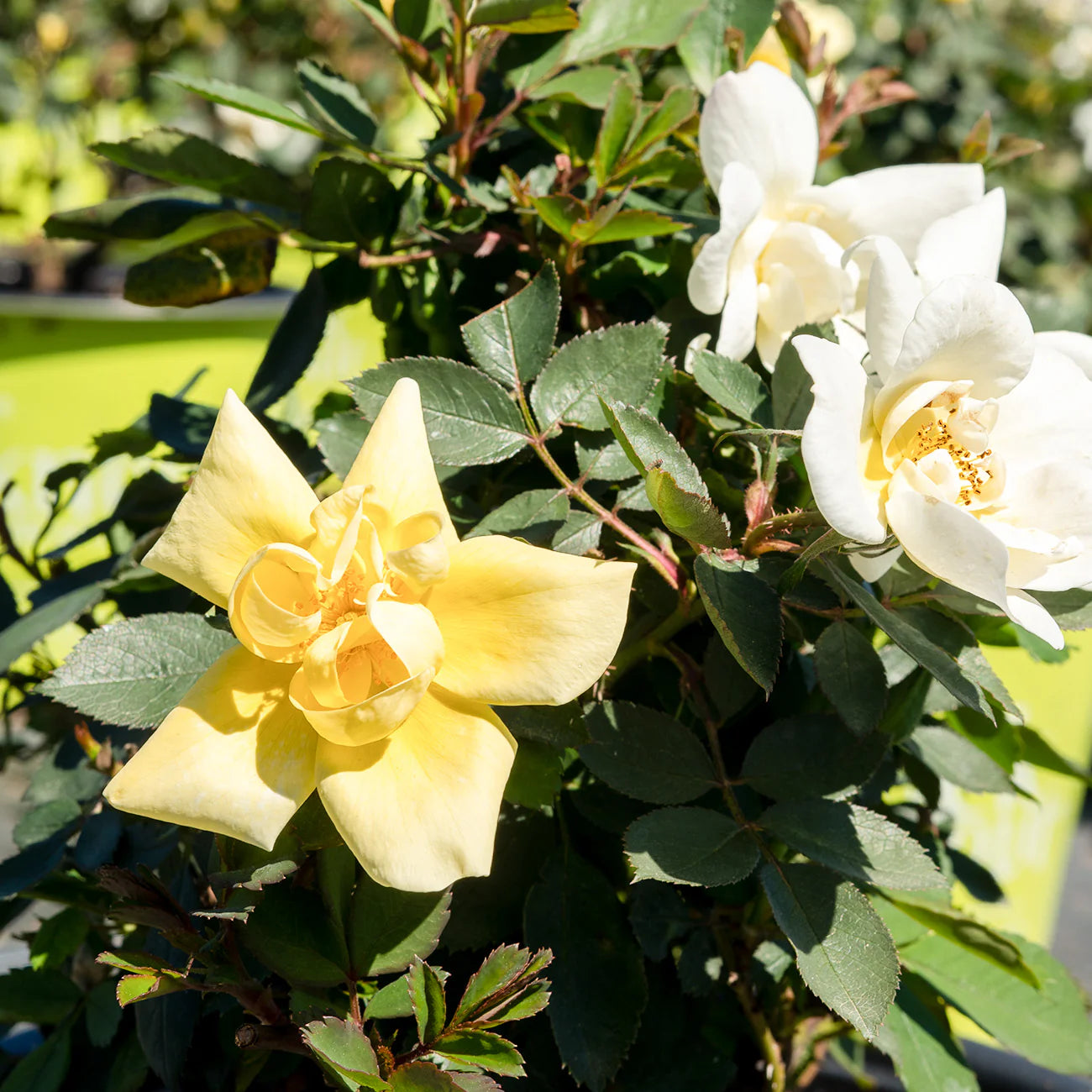 Popcorn Drift® Rose Bush