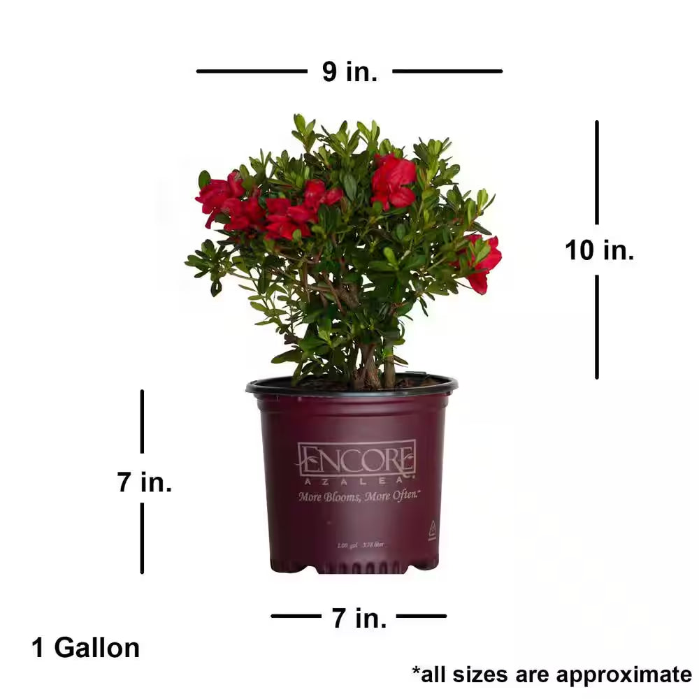 1 Gal. Autumn Bonfire Azalea Bush with Reblooming Red Flowers - Low-Maintenance Evergreen Shrub