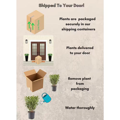 2.25 Gal. Ligustrum Recurvifolium Privet Shrub