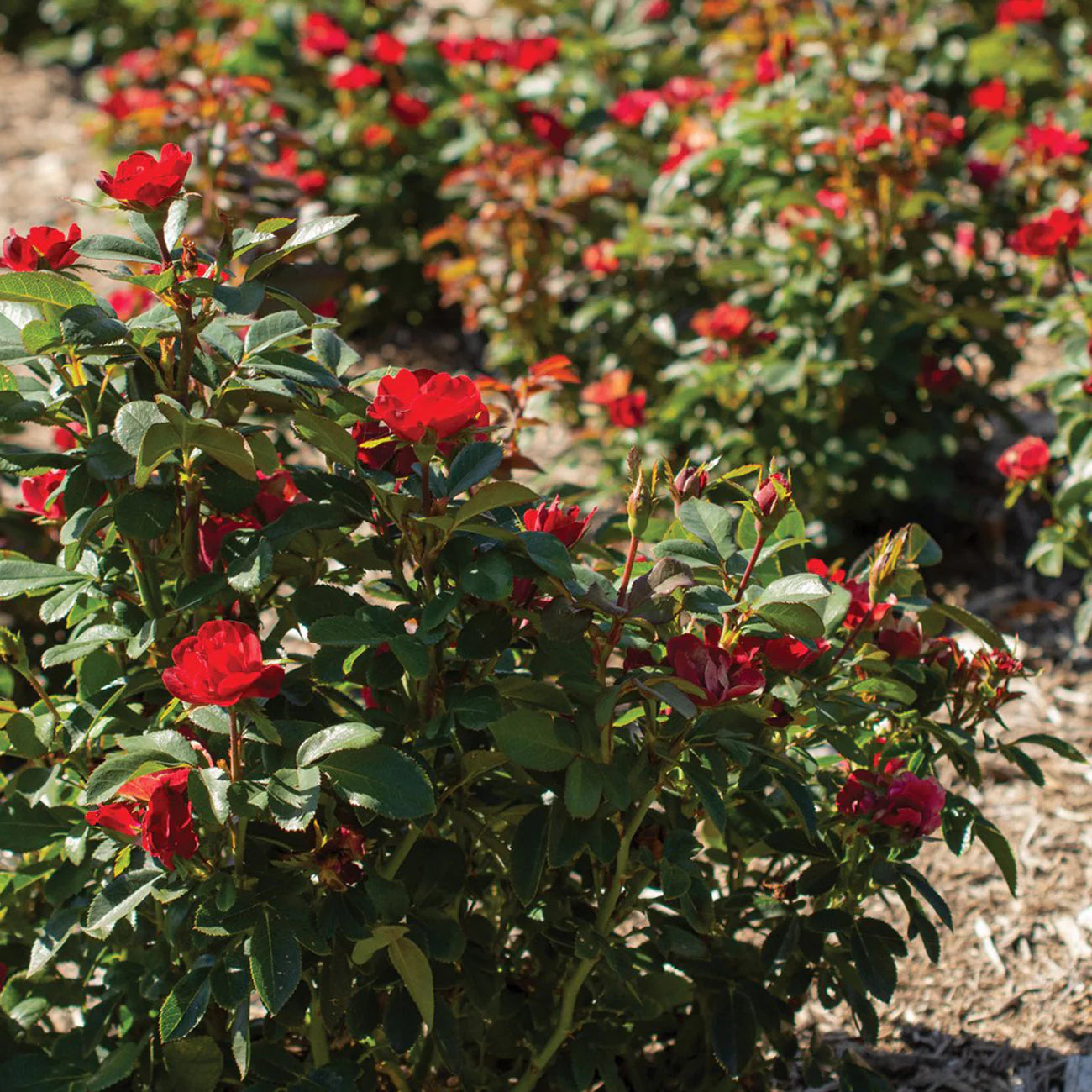 Petite Knock Out® Rose Bush