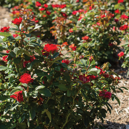 Petite Knock Out® Rose Bush