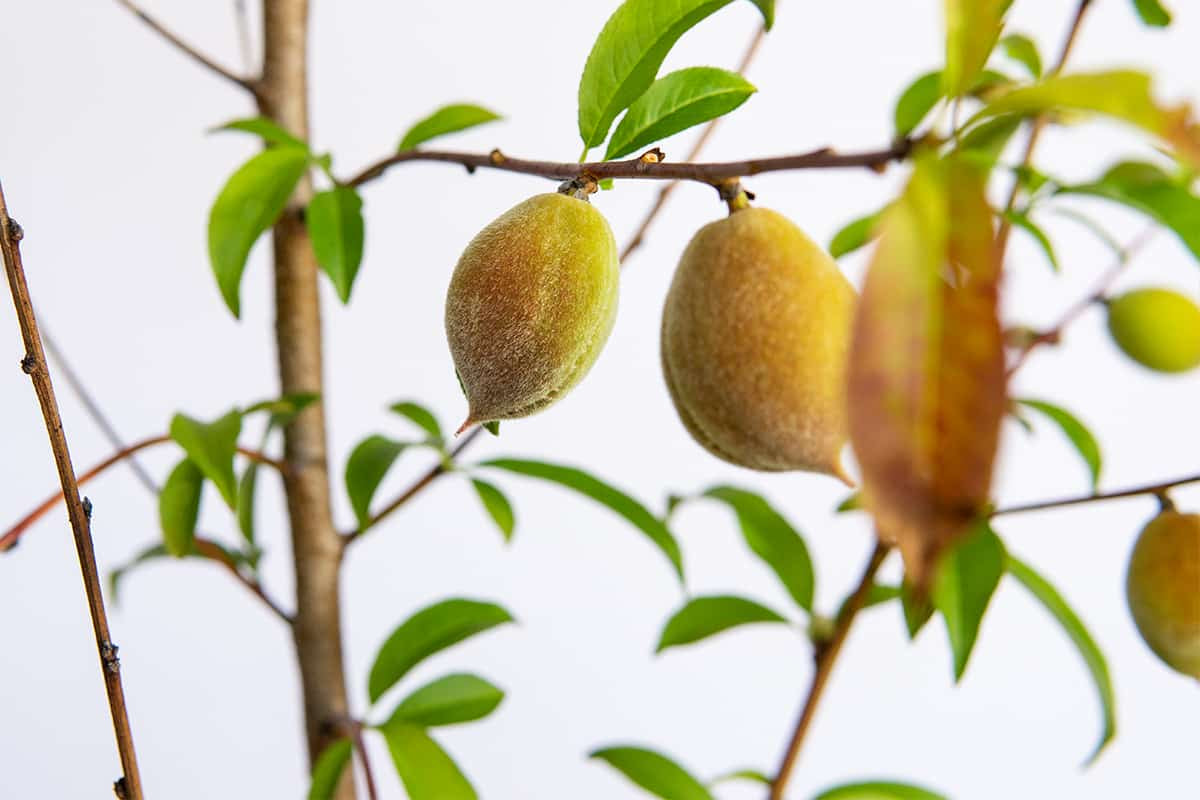Belle of Georgia Peach Tree