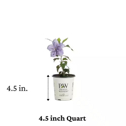 4.5 In. Qt. Blue Chiffon Rose of Sharon (Hibiscus) Live Shrub, Blue Flowers