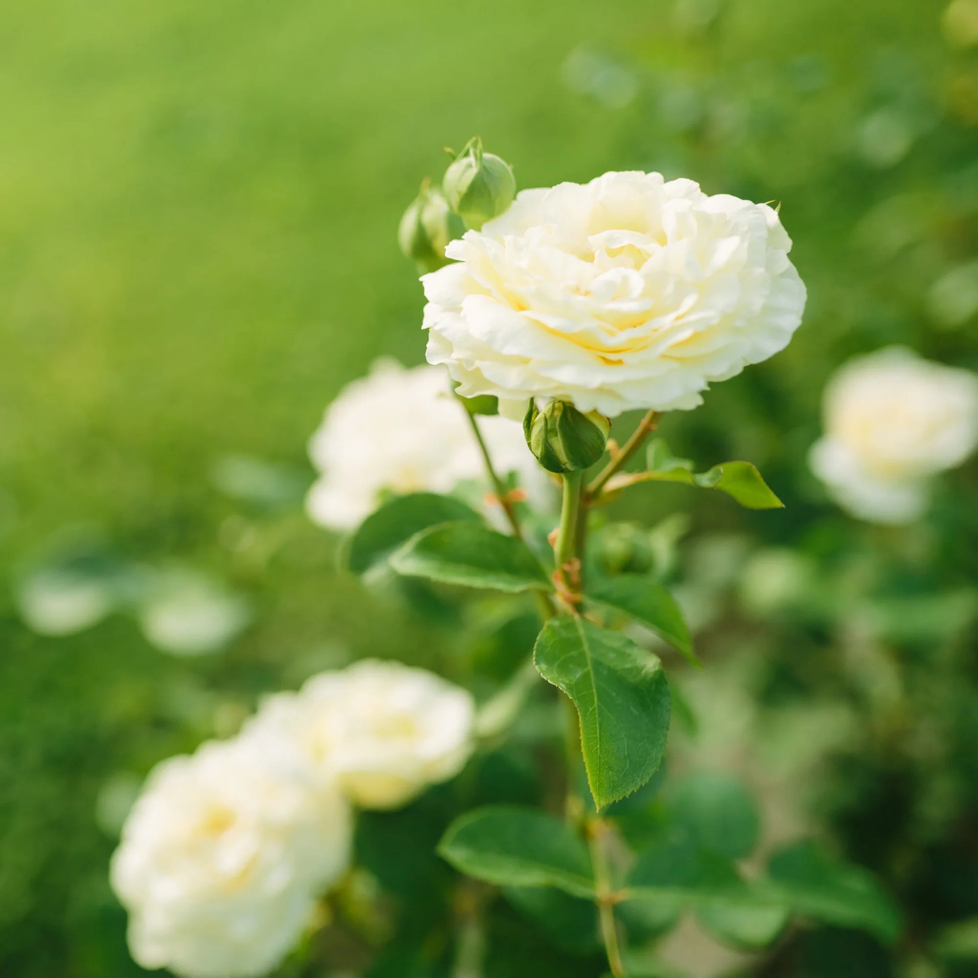 White Drift® Rose Bush