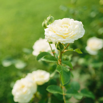 White Drift® Rose Bush